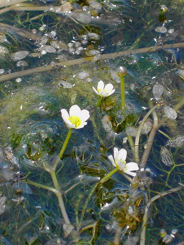 Изображение особи Ranunculus rionii.