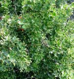Euonymus japonicus. Часть куста с незрелыми плодами. Хорватия, Истрия, г. Мотовун, небольшой сад у дома. 06.09.2012.