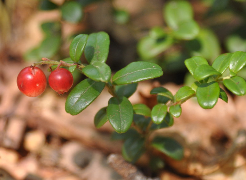 Изображение особи Vaccinium vitis-idaea.