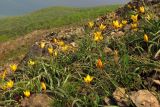 Tulipa australis. Цветущие растения. Южный Берег Крыма, гора Аю-Даг. 26 апреля 2013 г.