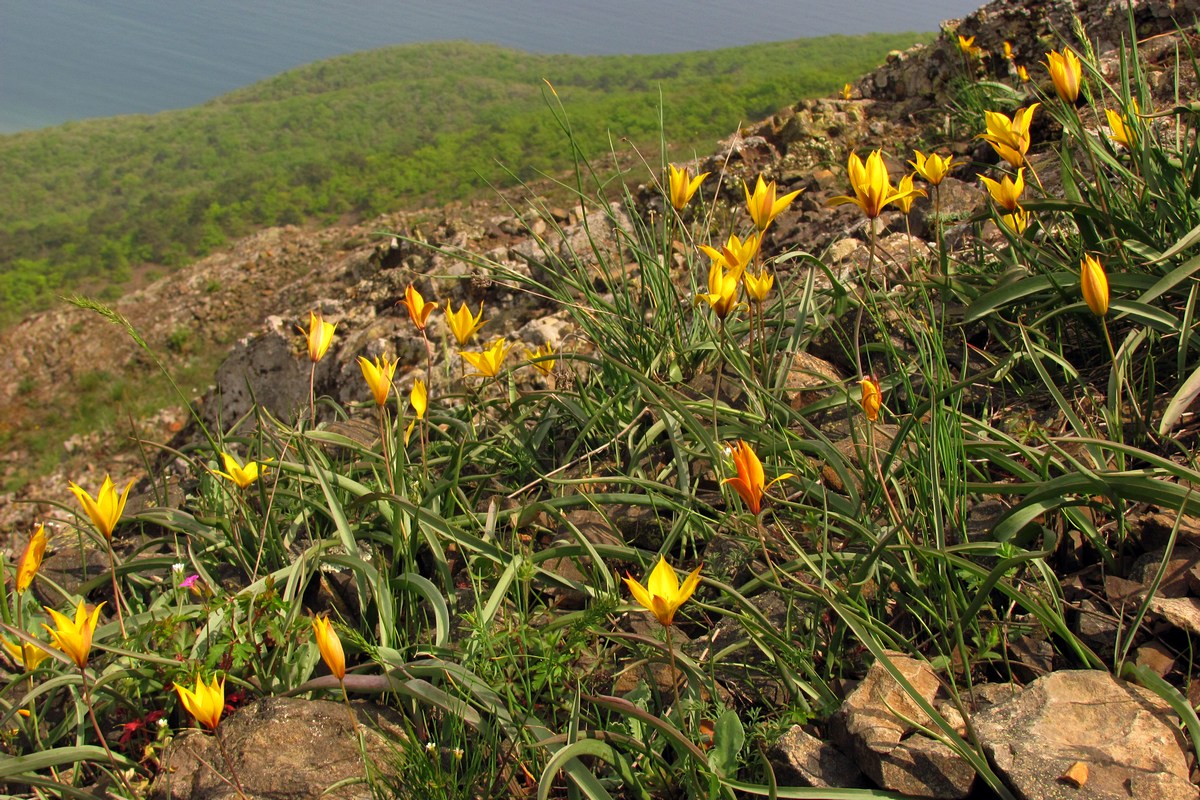 Изображение особи Tulipa australis.