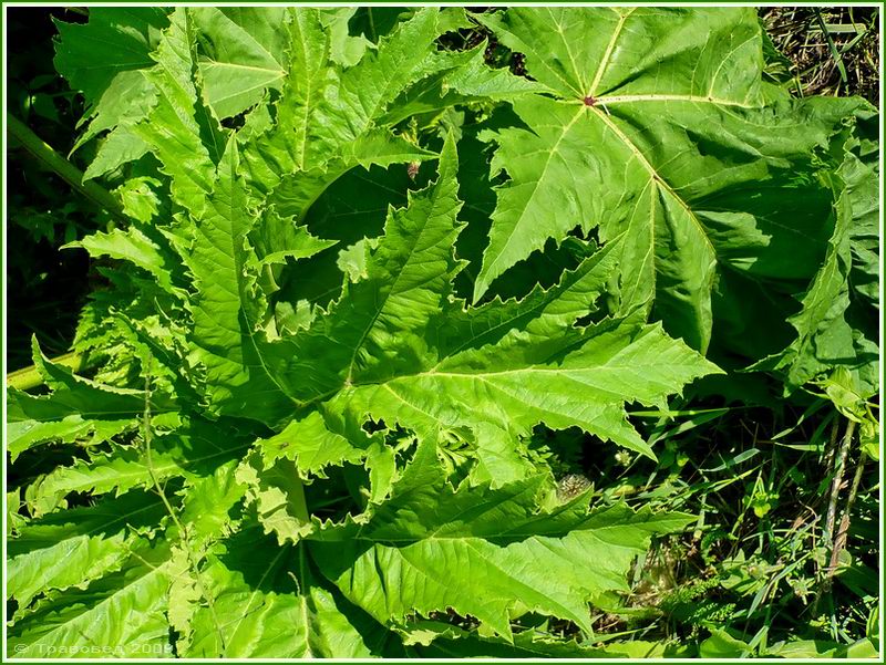 Изображение особи Heracleum mantegazzianum.