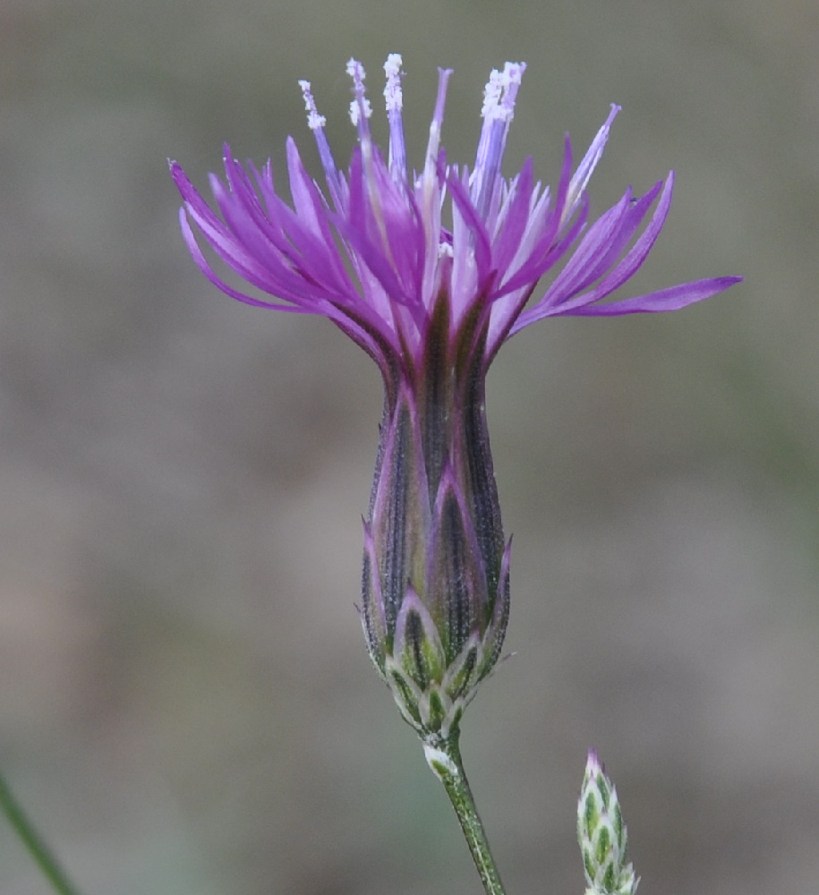 Изображение особи Crupina vulgaris.