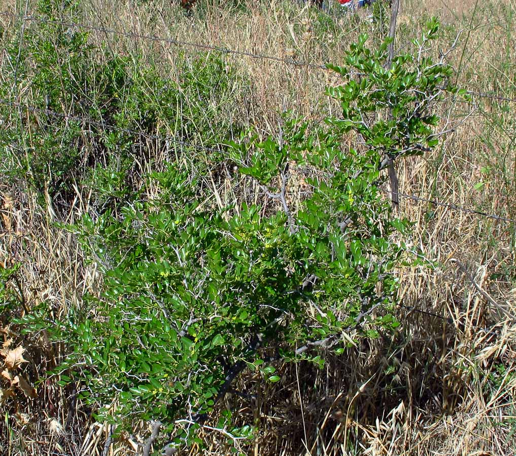 Image of Ziziphus lotus specimen.