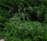 Asparagus densiflorus