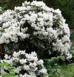 Rhododendron catawbiense