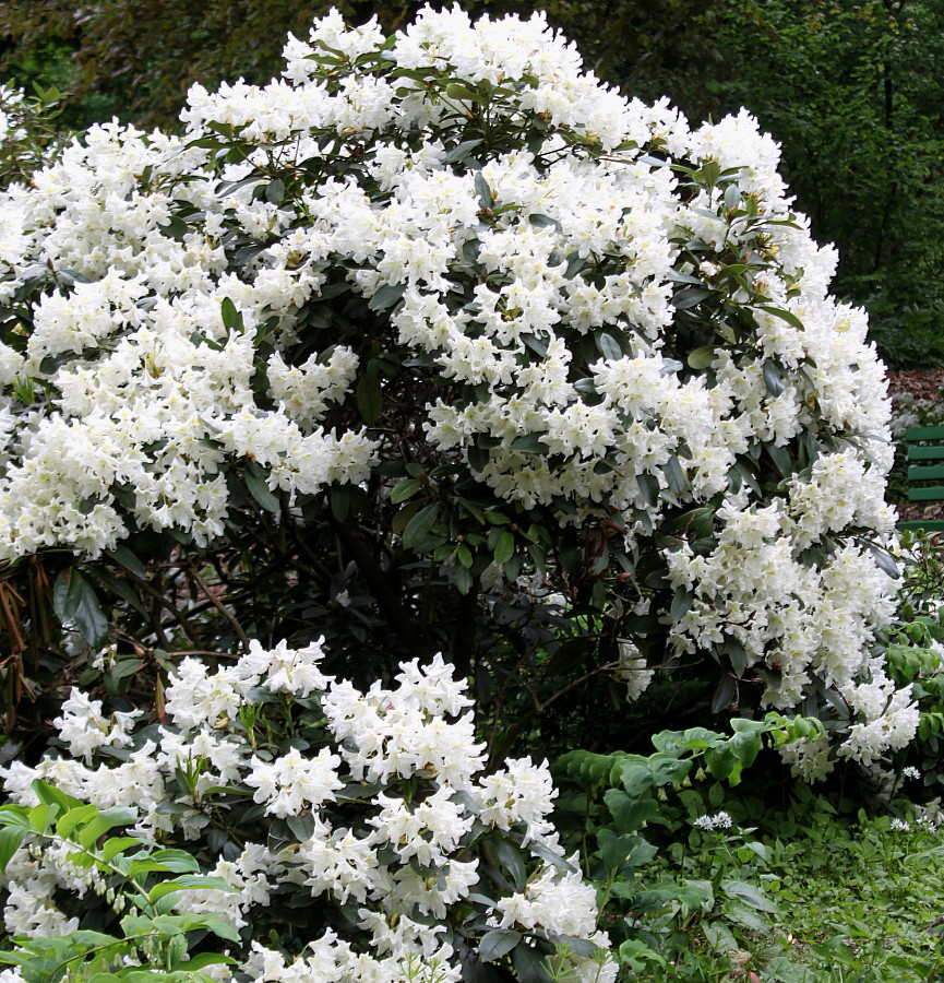 Image of Rhododendron catawbiense specimen.