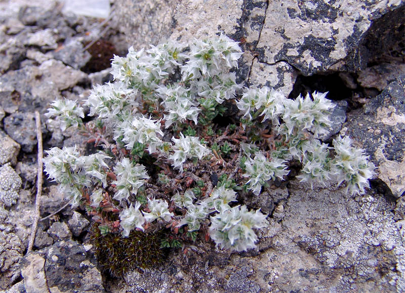 Изображение особи Paronychia kurdica.