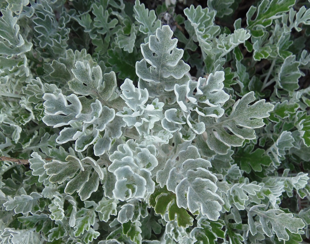 Изображение особи Senecio cineraria.