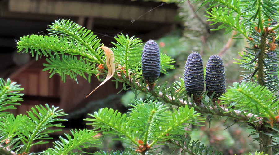 Image of Abies koreana specimen.