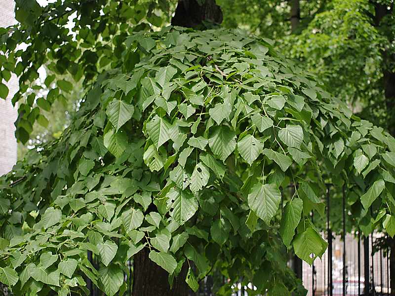 Image of Tilia × europaea specimen.