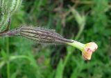 Silene noctiflora. Закрывшийся цветок. Крым, Ялтинская яйла, луг. 29 июня 2013 г.