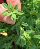 Chamaecytisus austriacus