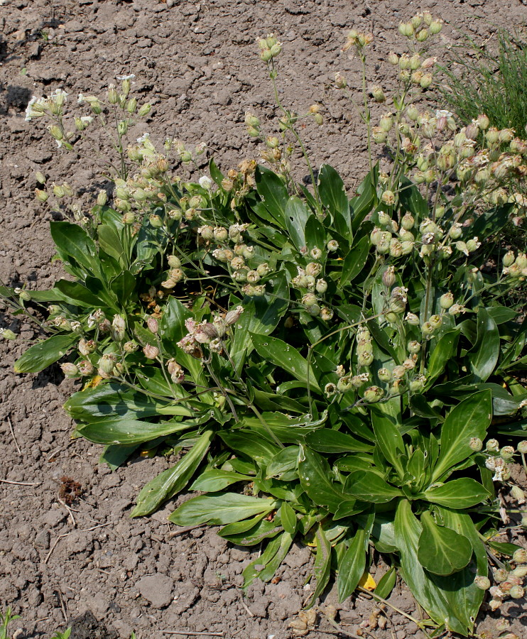 Image of Silene zawadzkii specimen.