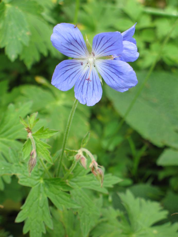 Image of Geranium pratense specimen.