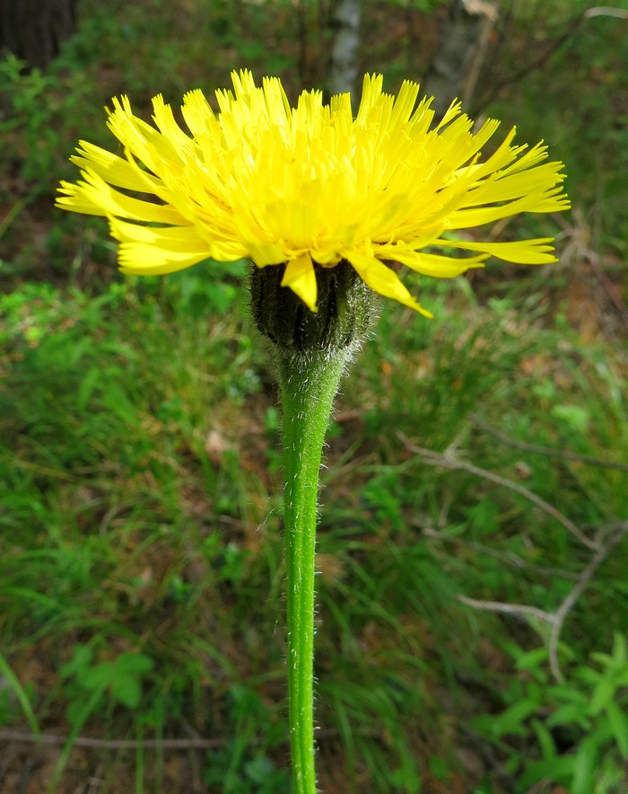 Image of Trommsdorffia maculata specimen.