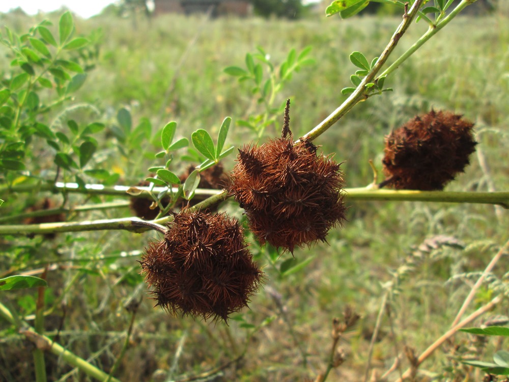 Изображение особи Glycyrrhiza echinata.