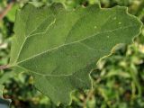 Chenopodium album