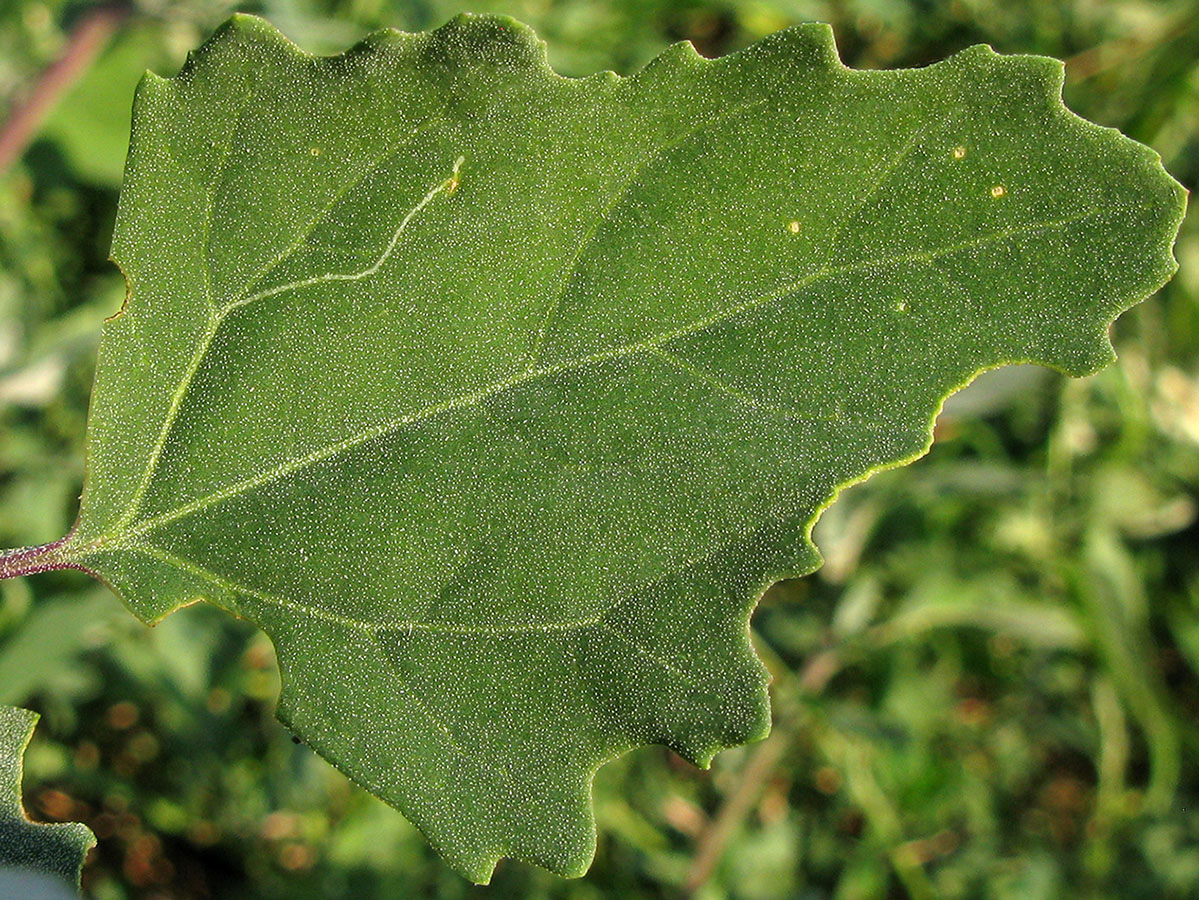 Изображение особи Chenopodium album.