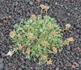 Artemisia glomerata
