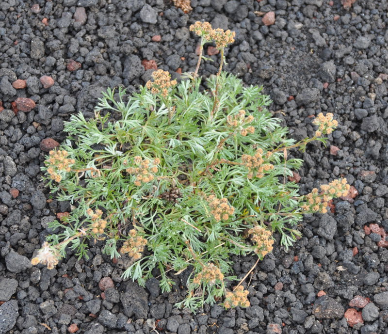 Изображение особи Artemisia glomerata.