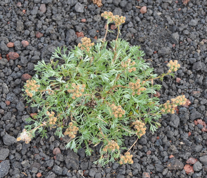 Image of Artemisia glomerata specimen.