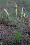 Poa bulbosa подвид vivipara. Цветущее растение. Южный Казахстан, хр. Боролдайтау, ущ. Кенозен. 22.04.2013.