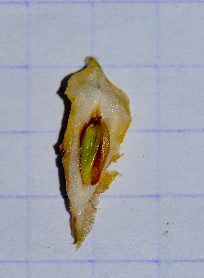 Image of Cakile maritima specimen.