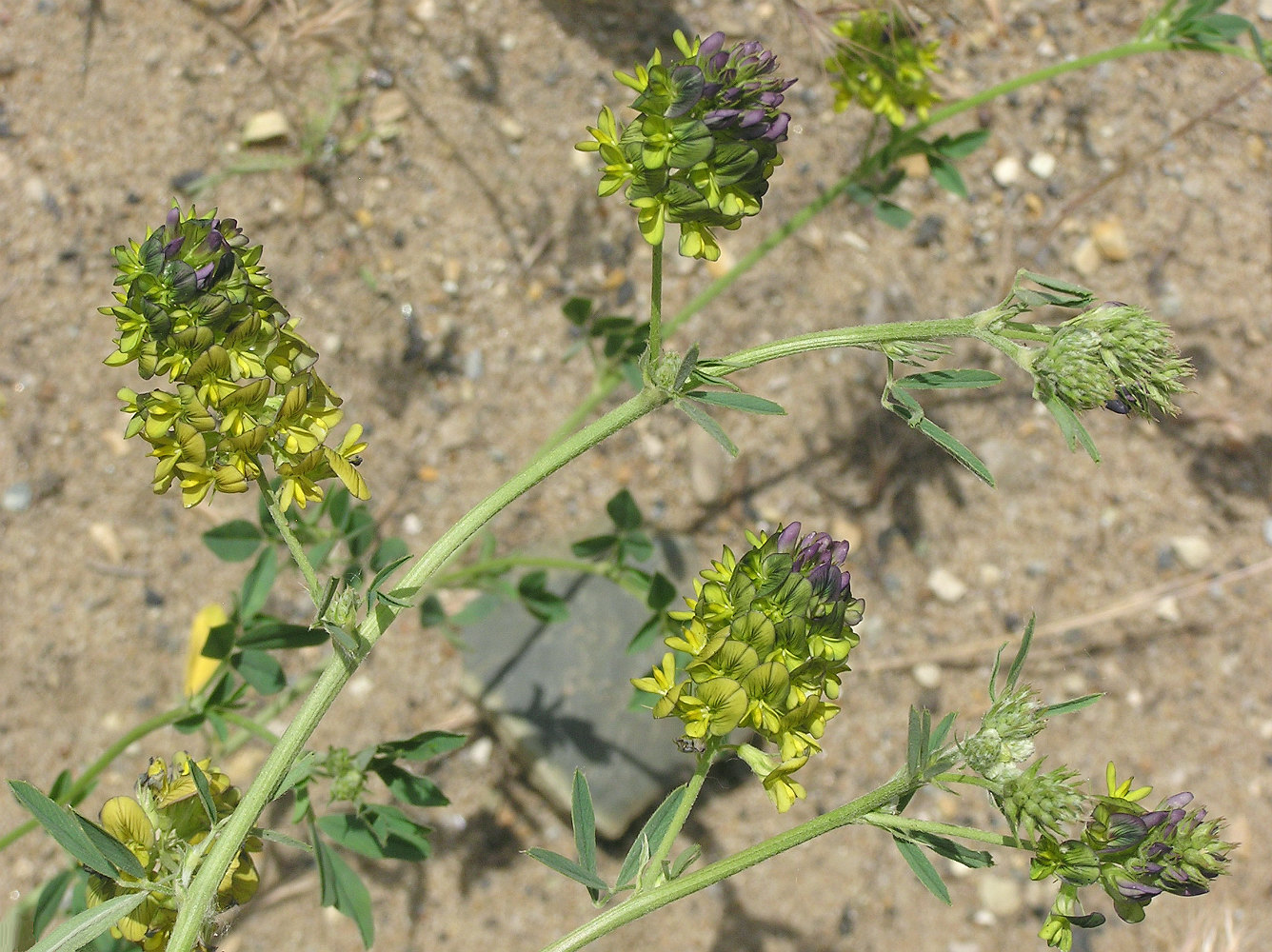 Image of Medicago &times; varia specimen.