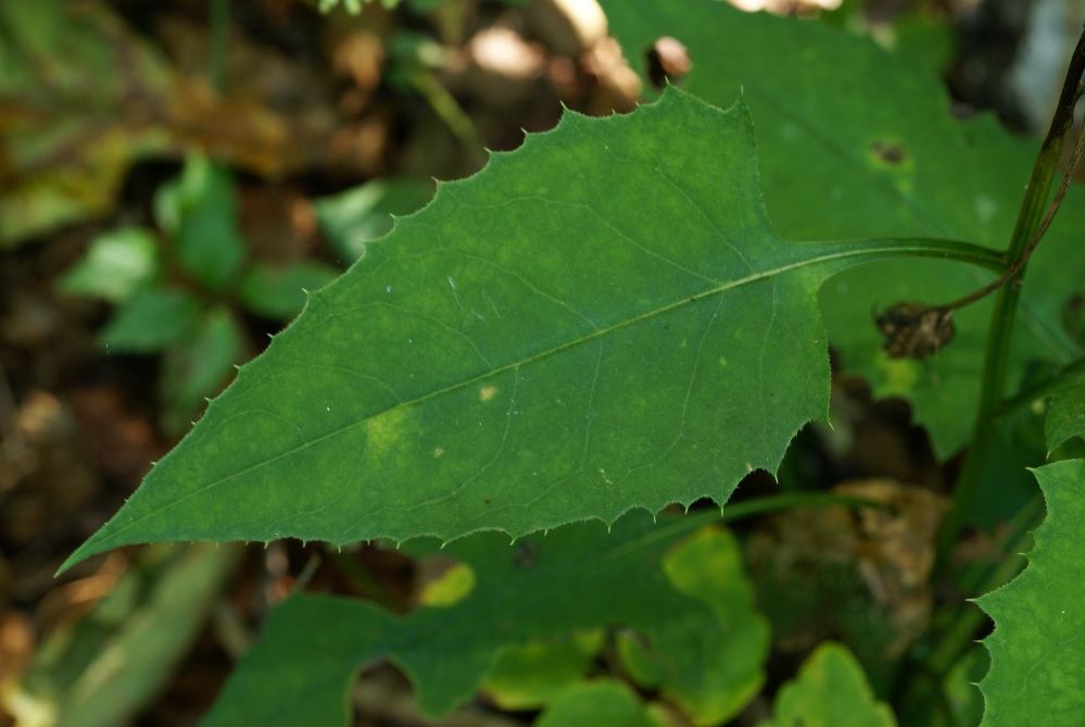 Image of Saussurea subtriangulata specimen.