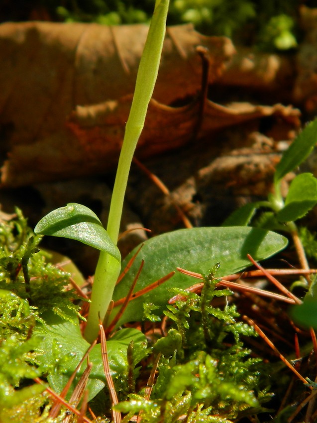 Изображение особи Goodyera repens.