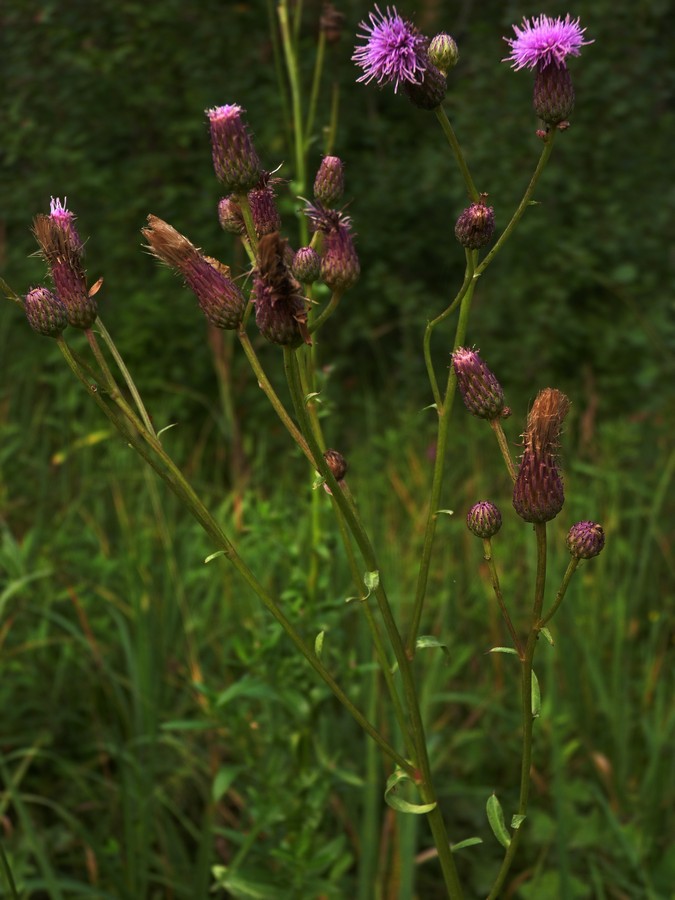 Изображение особи Cirsium setosum.