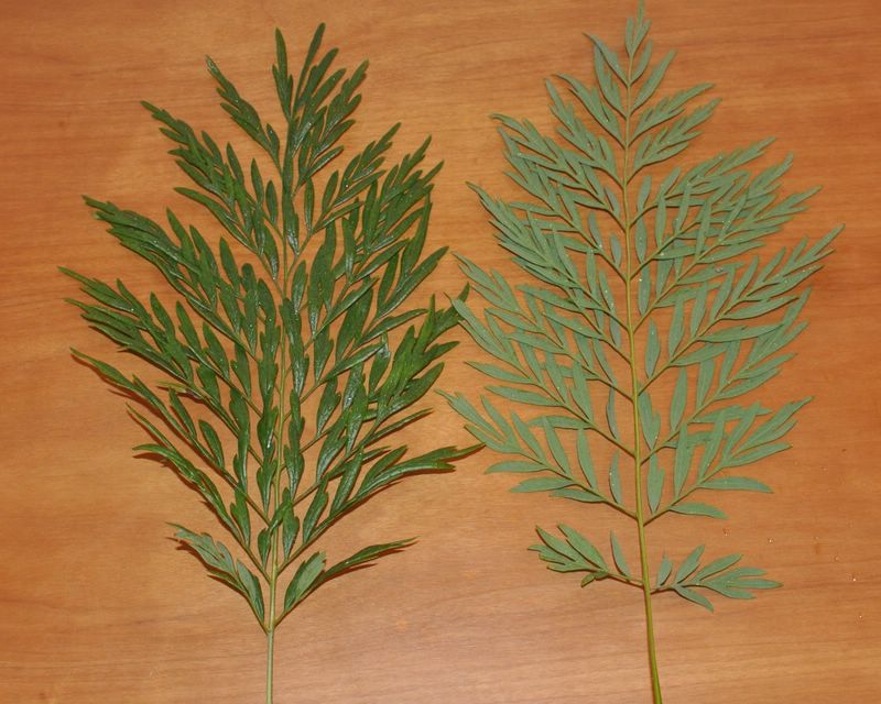 Image of Grevillea robusta specimen.