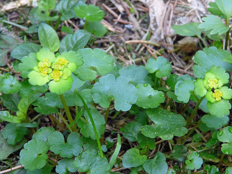 Image of Chrysosplenium alternifolium specimen.