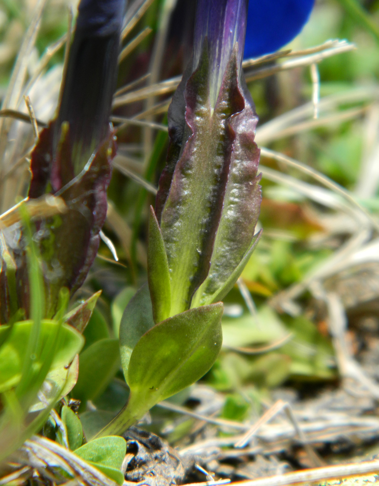 Image of Gentiana angulosa specimen.