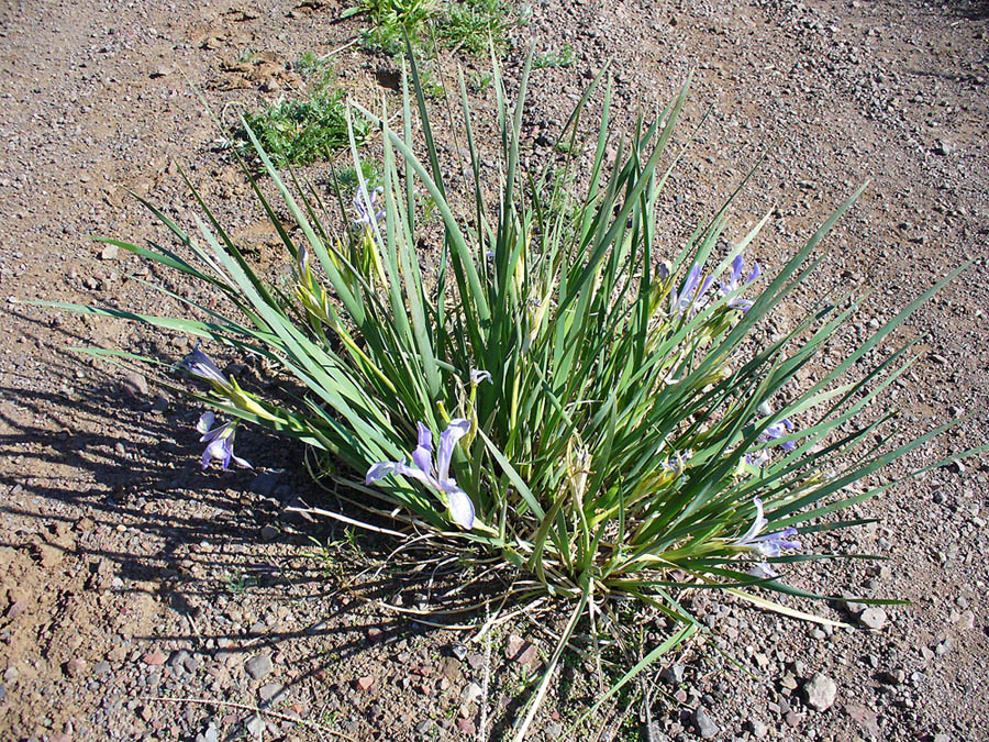 Image of Iris biglumis specimen.