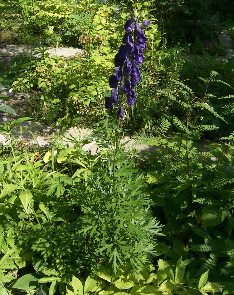 Image of Aconitum napellus specimen.