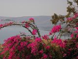 Bougainvillea spectabilis
