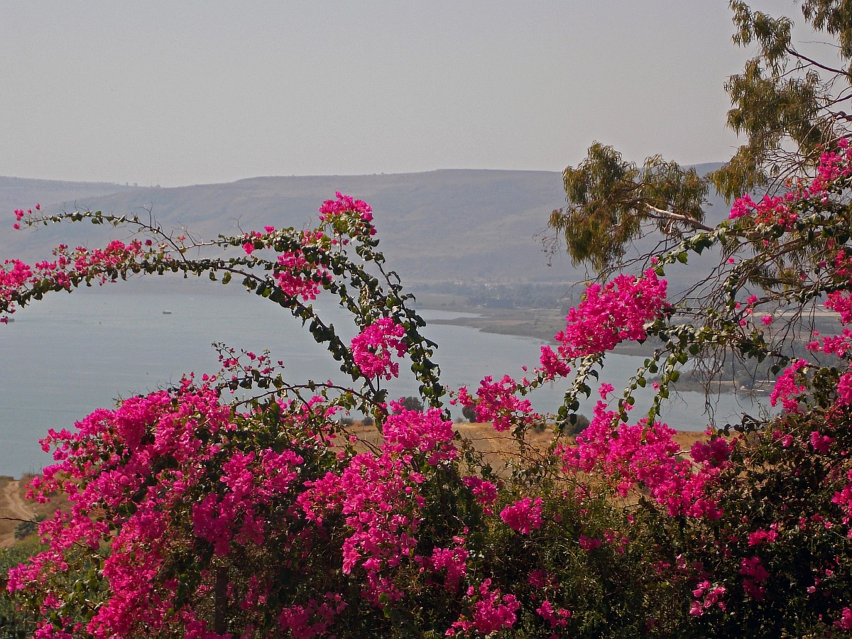 Изображение особи Bougainvillea spectabilis.