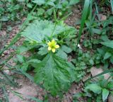 Geum urbanum