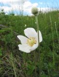 Anemone sylvestris. Цветок и плод. Пермский край, Кунгурский р-н, окр. с. Филипповка, северная часть Кунгурской лесостепи, гора Ледяная, борт карстовой воронки. 14.06.2013.