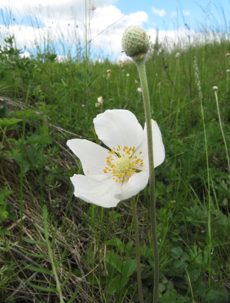 Изображение особи Anemone sylvestris.