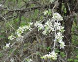 genus Pyrus. Ветвь цветущего дерева. Нагорный Карабах, Мартунинский р-н, окр. дер. Ннги. 07.05.2013.