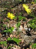 Doronicum orientale. Цветущие растения. Краснодарский край, Новороссийский р-н, гора Рябкова, дубово-грабовый лес. 23.03.2014.