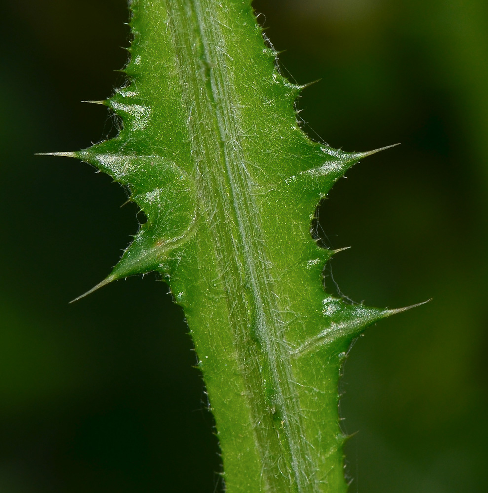 Изображение особи Carduus argentatus.