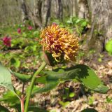 Paeonia caucasica. Отцветший цветок. Краснодарский край, Абинский р-н, окр. станицы Шапсугская, дубово-грабовый лес. 28.04.2014.