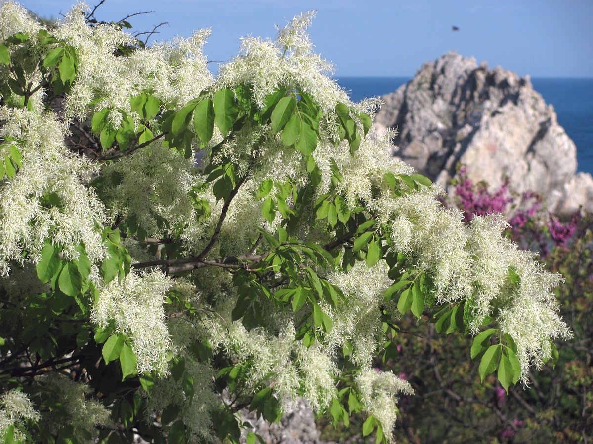 Изображение особи Fraxinus ornus.