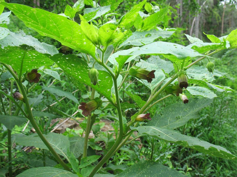 Image of Atropa bella-donna specimen.