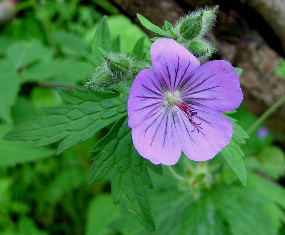 Image of Geranium erianthum specimen.