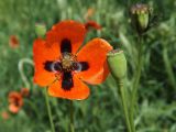 Papaver stevenianum